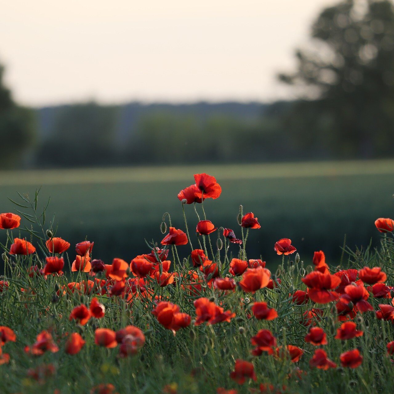 red-poppies-5206943_1920
